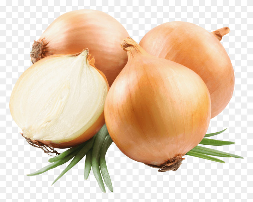 1773x1387 View Full Size Onion, Plant, Fungus, Shallot HD PNG Download