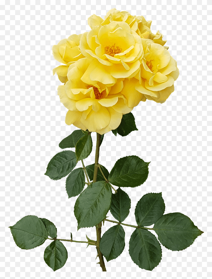 1694x2277 View Full Size Rose, Plant, Flower, Blossom HD PNG Download