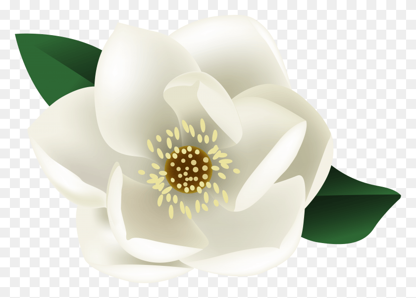 7919x5511 Descargar Png / Flor De Magnolia Blanca Png
