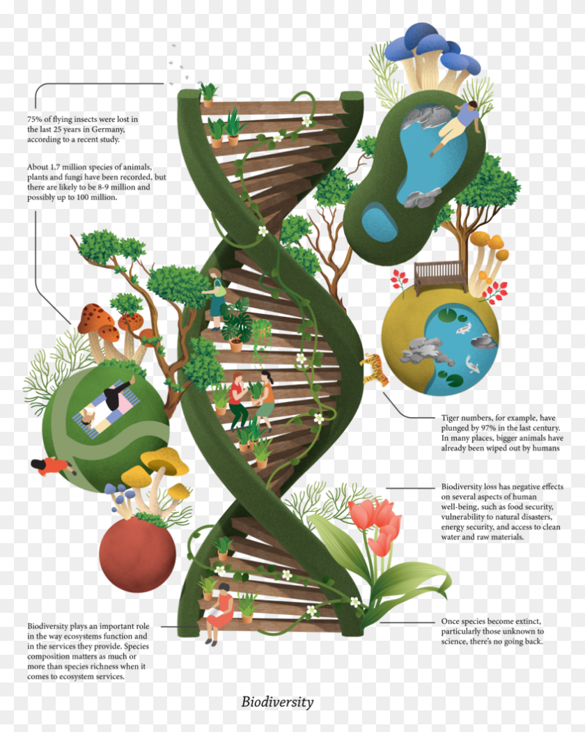 785x998 View Humans Role In Biodiversity, Plant, Graphics HD PNG Download