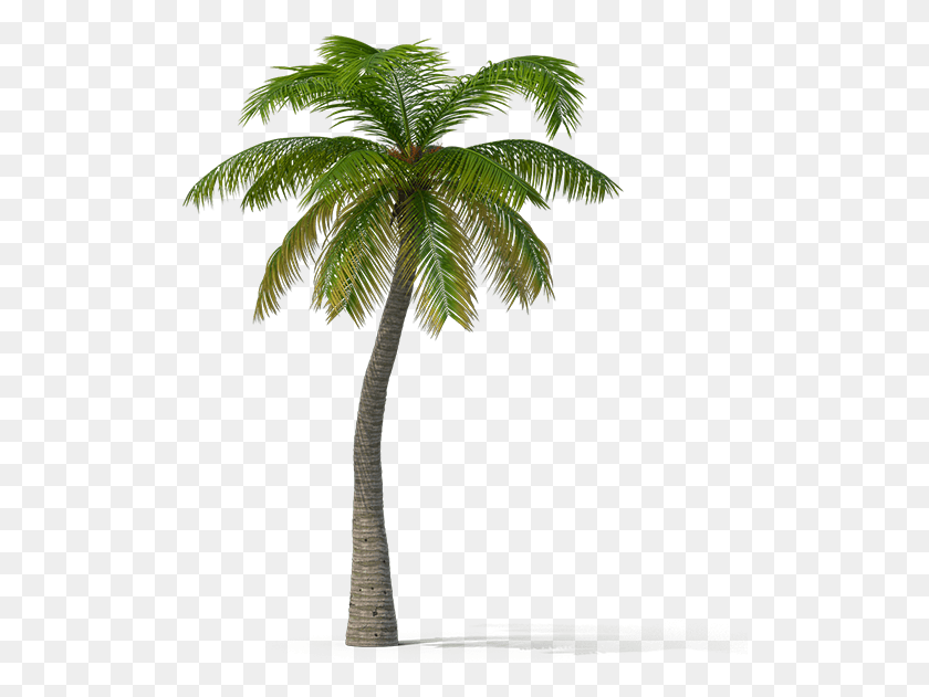512x571 View In My Picture Gif, Tree, Plant, Palm Tree HD PNG Download