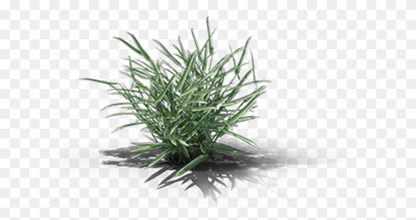 601x385 View In My Picture Sweet Grass, Plant, Tree, Bush HD PNG Download