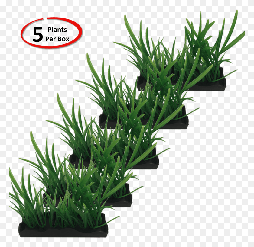 1501x1459 View Larger Houseplant, Plant, Vegetation, Seasoning HD PNG Download