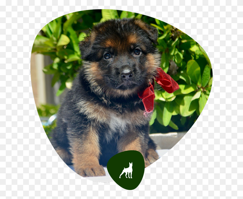 633x629 View Latest Events Old German Shepherd Dog, Pet, Canine, Animal HD PNG Download