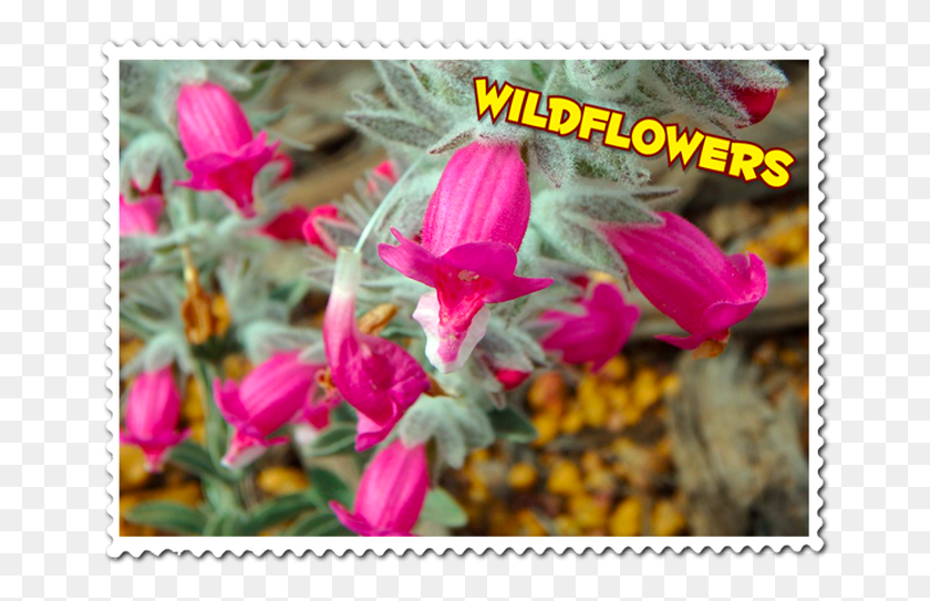 667x483 View The Beautiful Wa Wildflowers Bougainvillea, Почтовая Марка, Цветок, Растение Hd Png Скачать