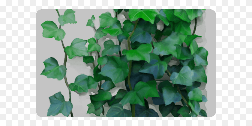 601x361 Vine, Plant, Ivy, Leaf HD PNG Download
