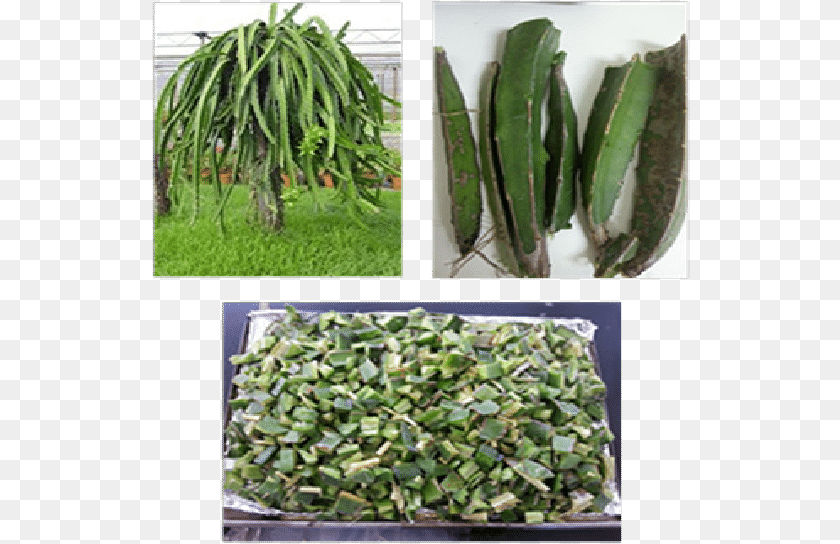 540x544 Vine Cactus Plant, Potted Plant, Herbal, Herbs Transparent PNG