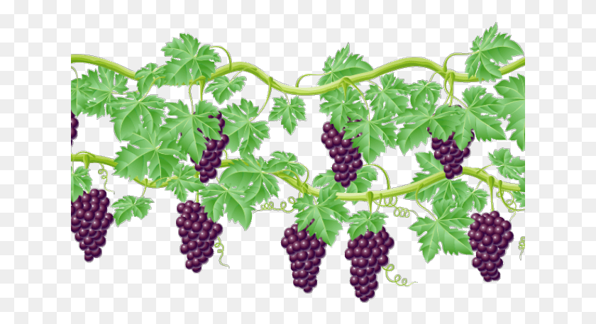 641x397 Vine Clipart Raspberry Grape Vines Clip Art, Plant, Grapes, Fruit HD PNG Download