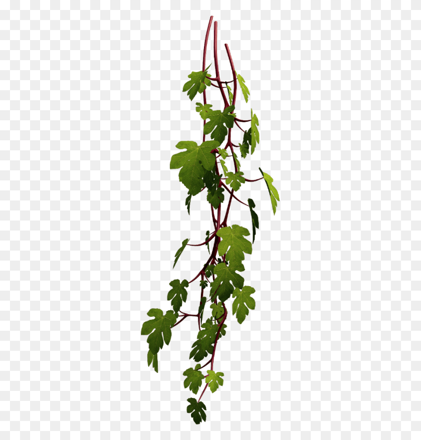 279x818 Vine Plant Leaf Nature Kl Ho Foliage Render, Veins, Food, Produce HD PNG Download