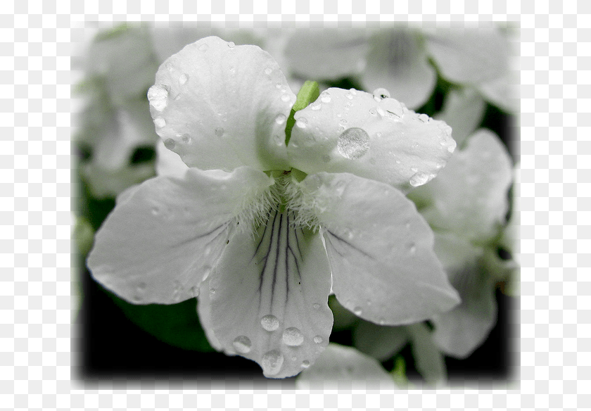 640x524 Descargar Png Vines Creepers Amp Groundcover Viola, Geranio, Flor, Planta Hd Png