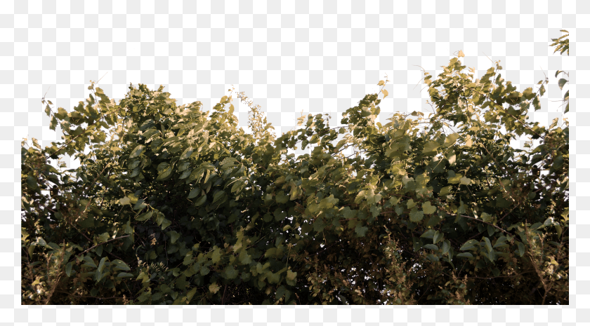 3010x1565 Vines Foliage HD PNG Download