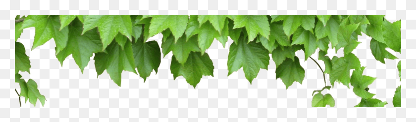 1171x283 Vines Leaves And Vines, Leaf, Plant, Tree Descargar Hd Png