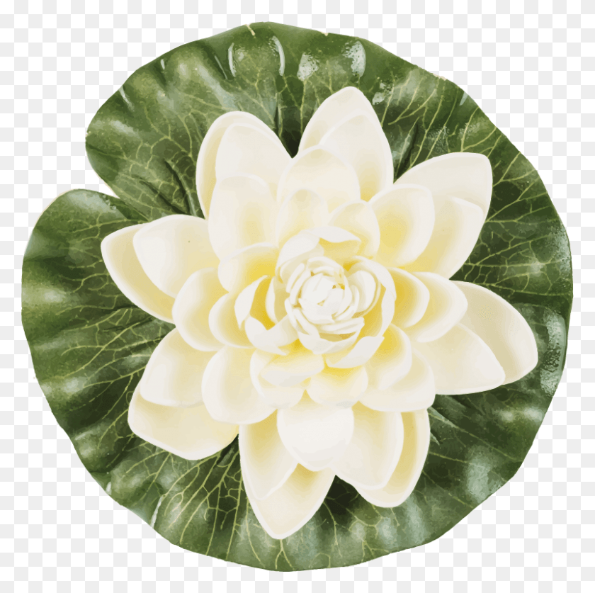 801x798 Vinilo Dormitorio Flor De Loto Yoga Japanese Camellia, Plant, Flower, Blossom HD PNG Download