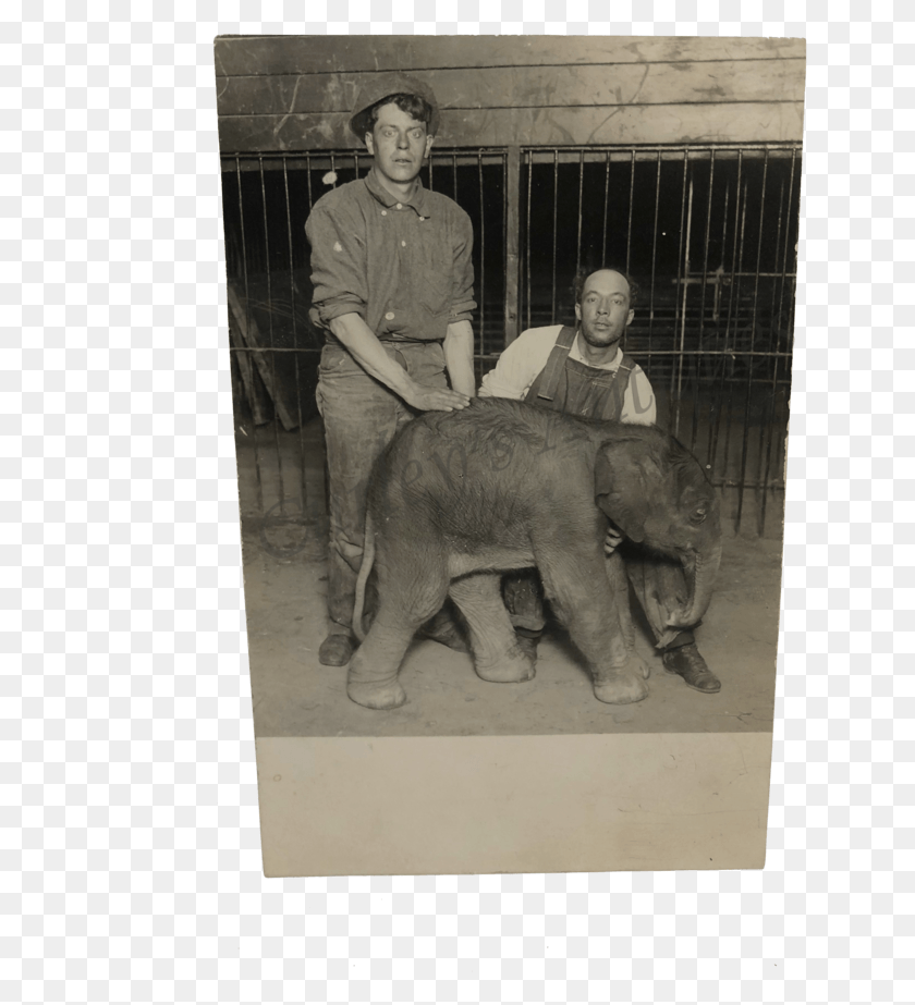 643x863 Vintage 1920S Circus Zoo Elephant Animal Trainers Rppc Vintage Clothing, Person, Human, Wildlife Descargar Hd Png