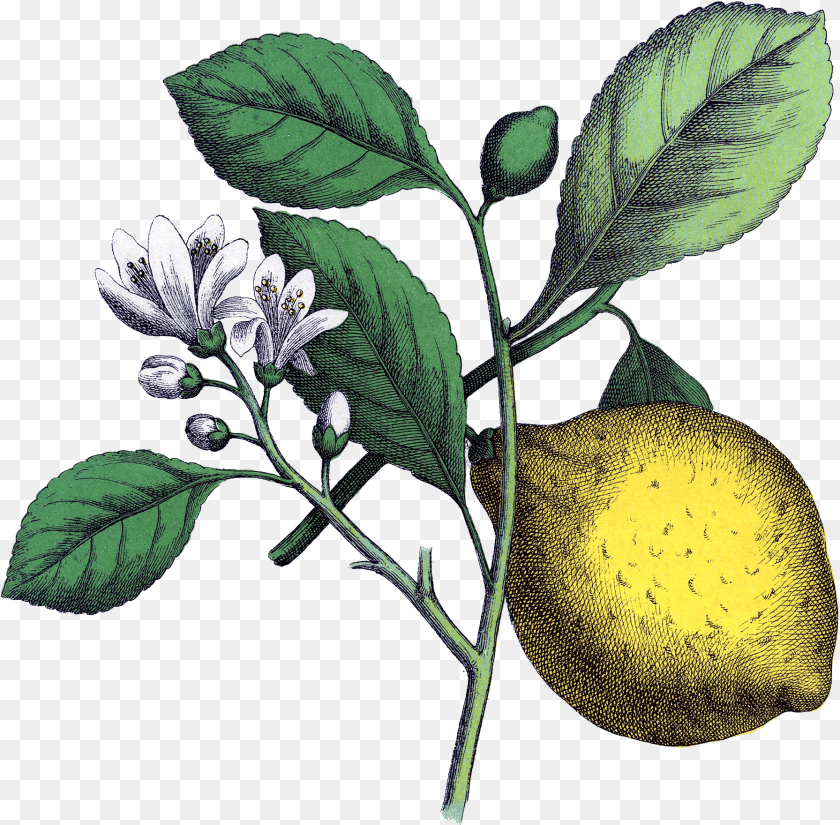 1792x1760 Vintage Avocado Tree Flower, Citrus Fruit, Food, Fruit, Leaf PNG