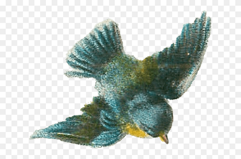 646x494 Pájaro Png / Pájaro Png