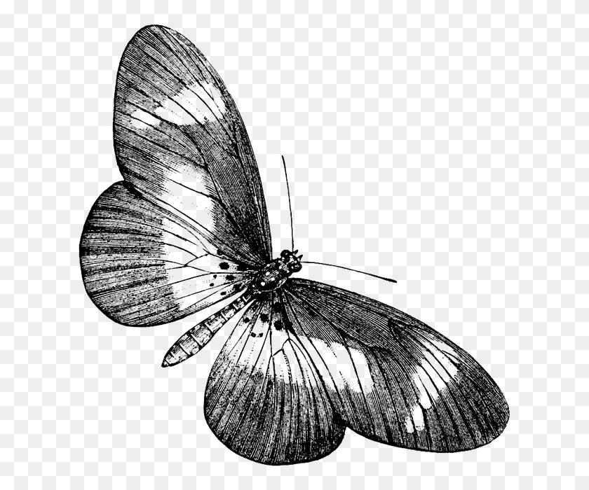617x640 Vintage Butterfly Black And White, Insect, Invertebrate, Animal HD PNG Download