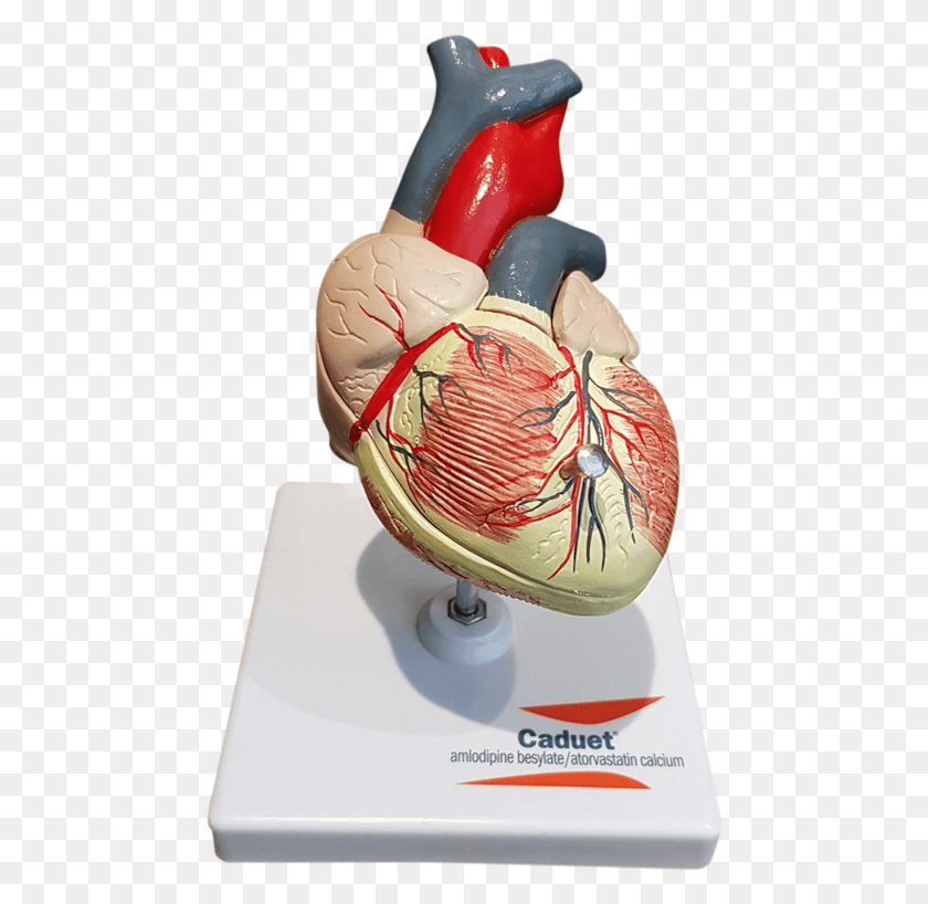 468x758 Vintage Caduet Doctor39s Heart Model Heart, Figurine, Plant, Cushion HD PNG Download