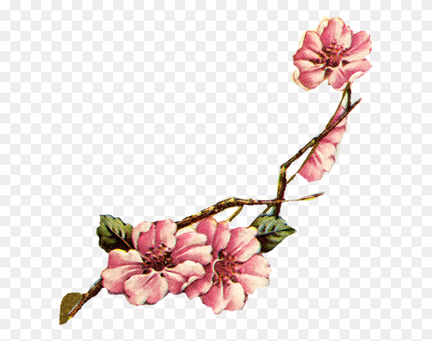 613x603 Цветочная Сакура Винтажная Сакура, Растение, Цветок, Цветение Png Скачать
