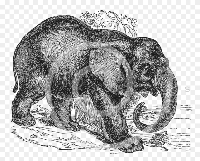 951x754 Ilustración De Elefante Vintage, Alfombra, Espiral, Bobina Hd Png