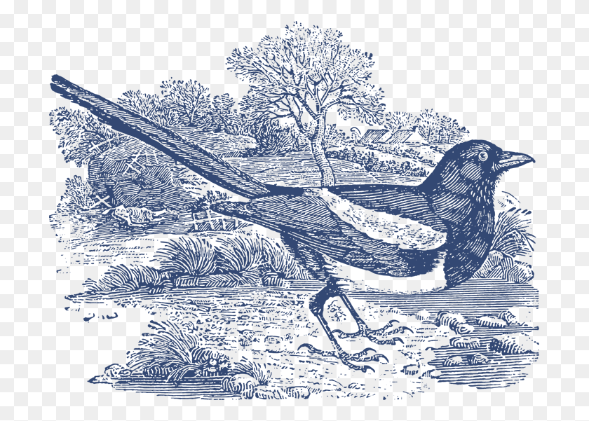 699x541 Vintage Engravings Of Birds Vector And Pngs Included Magpie, Outdoors, Nature, Bird HD PNG Download