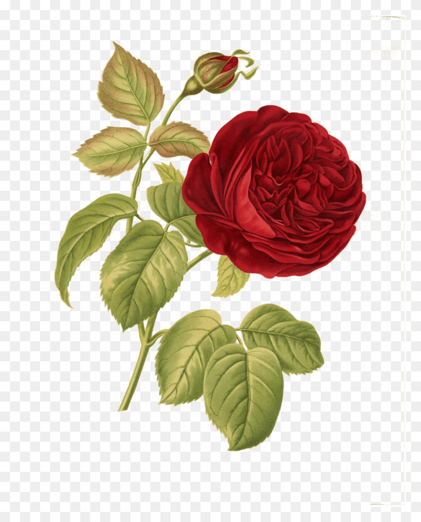 815x1024 Наложение Винтажного Цветка, Роза, Растение, Цветение Hd Png Скачать