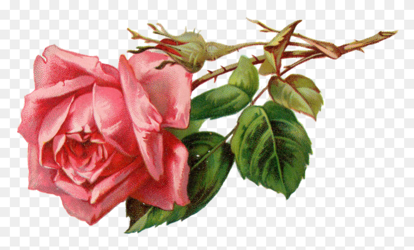 781x448 Descargar Png Flor De La Vendimia Clipart Vintage Flores De Color Rosa, Planta, Flor, Acanthaceae Hd Png