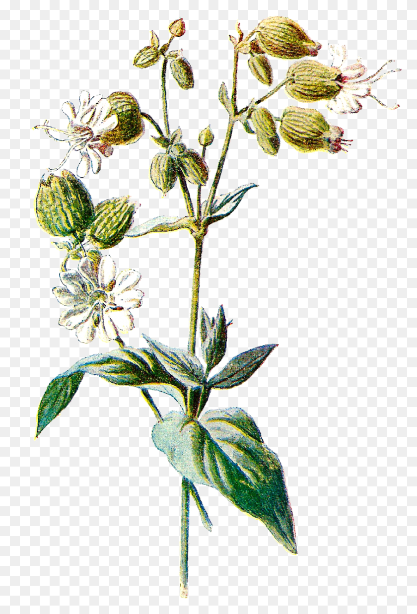 946x1428 Иллюстрация Винтажного Цветка Винтажный Ботанический, Растение, Acanthaceae, Blossom Hd Png Скачать