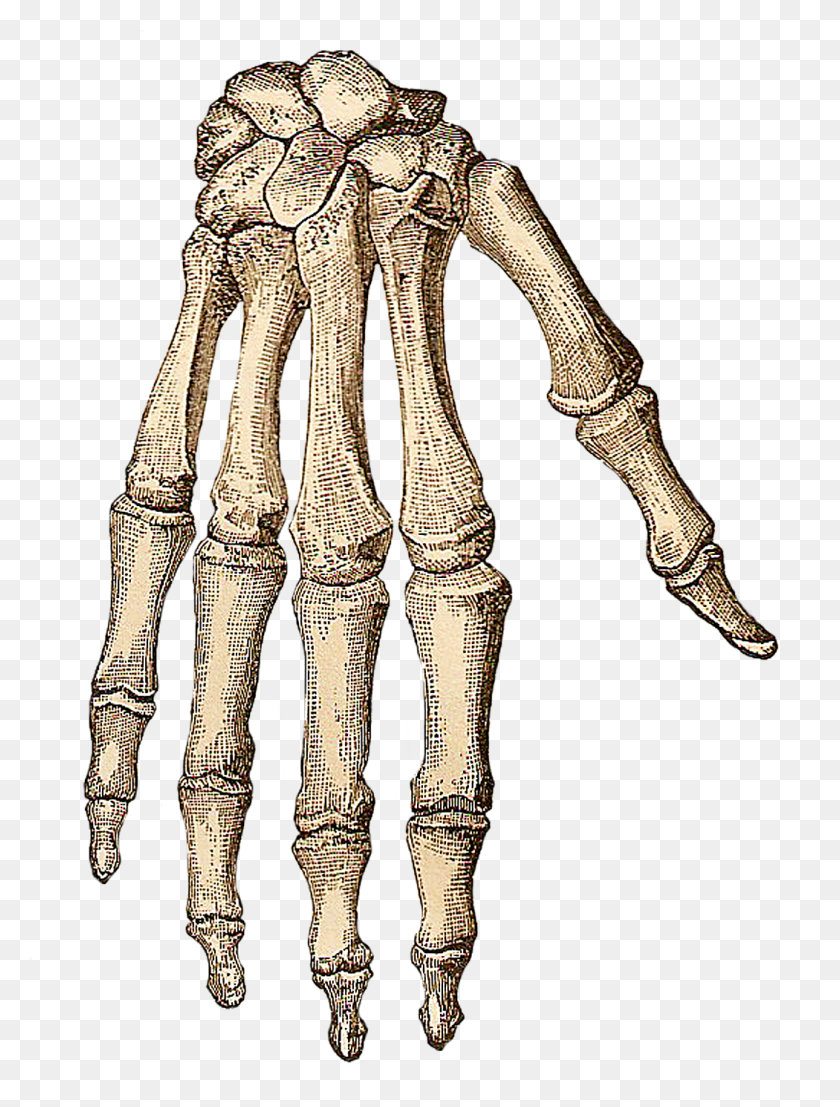 1050x1410 Vintage Halloween Clip Art Transparent Skeleton Hand, Person HD PNG Download