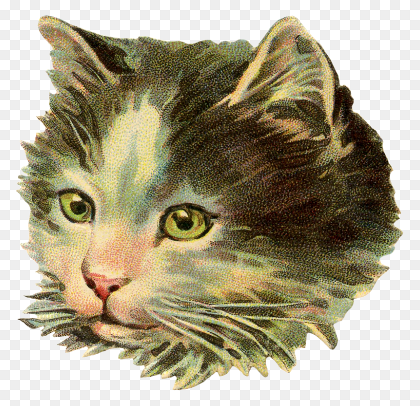 800x772 Vintage Kitty Head Scrap Vintage Cat Illustration, Manx, Pet, Mammal HD PNG Download