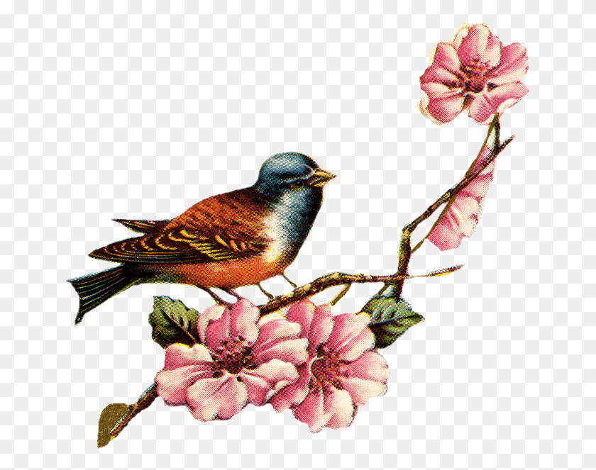 656x603 Vintage Love Birds Transparent Vintage Love Birds Vintage Flower And Bird, Animal, Jay, Plant HD PNG Download