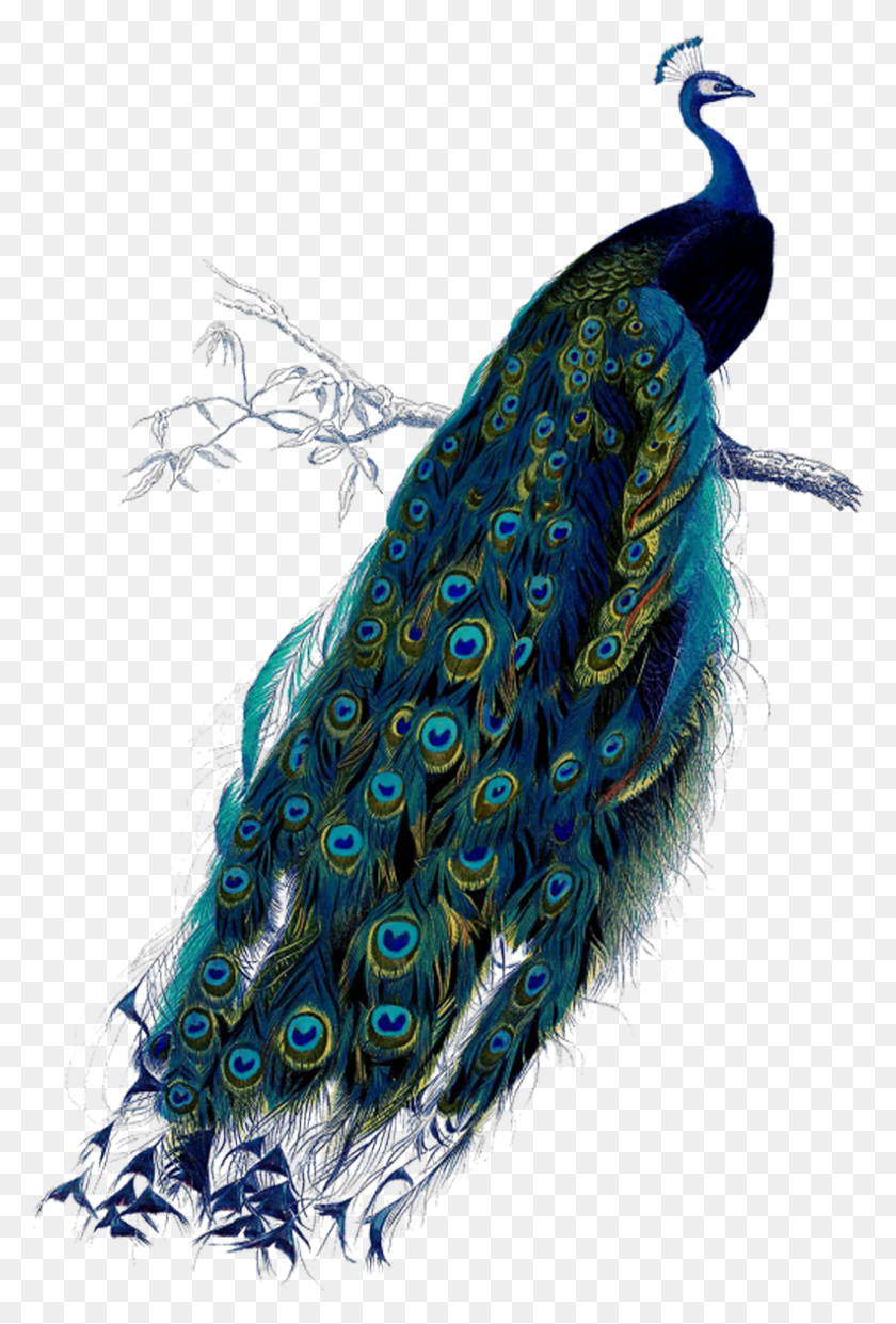 792x1200 Vintage Peacock, Animal, Bird, Clothing HD PNG Download