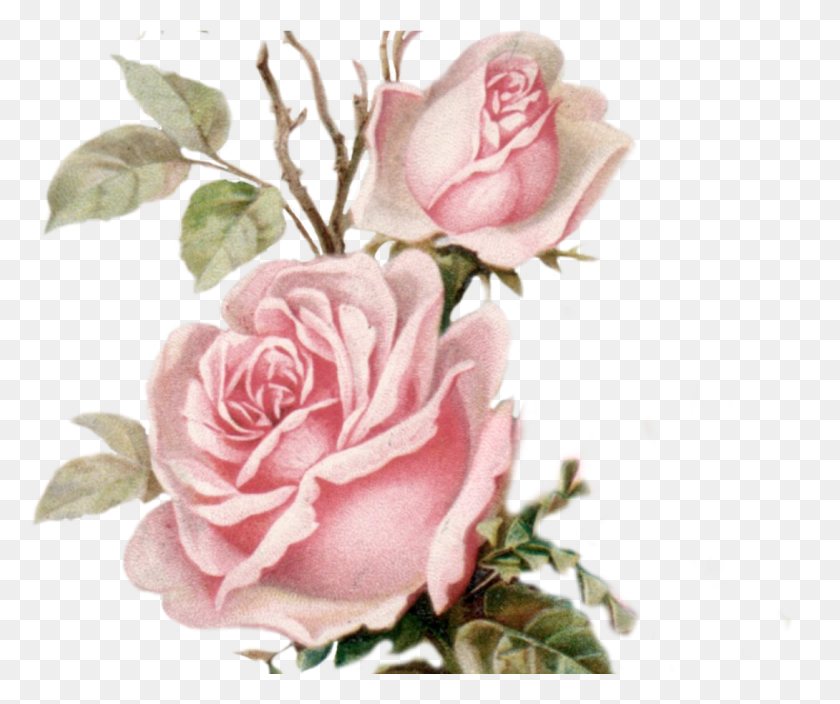 1090x901 Vintage Pink Flower, Plant, Flower, Blossom Descargar Hd Png