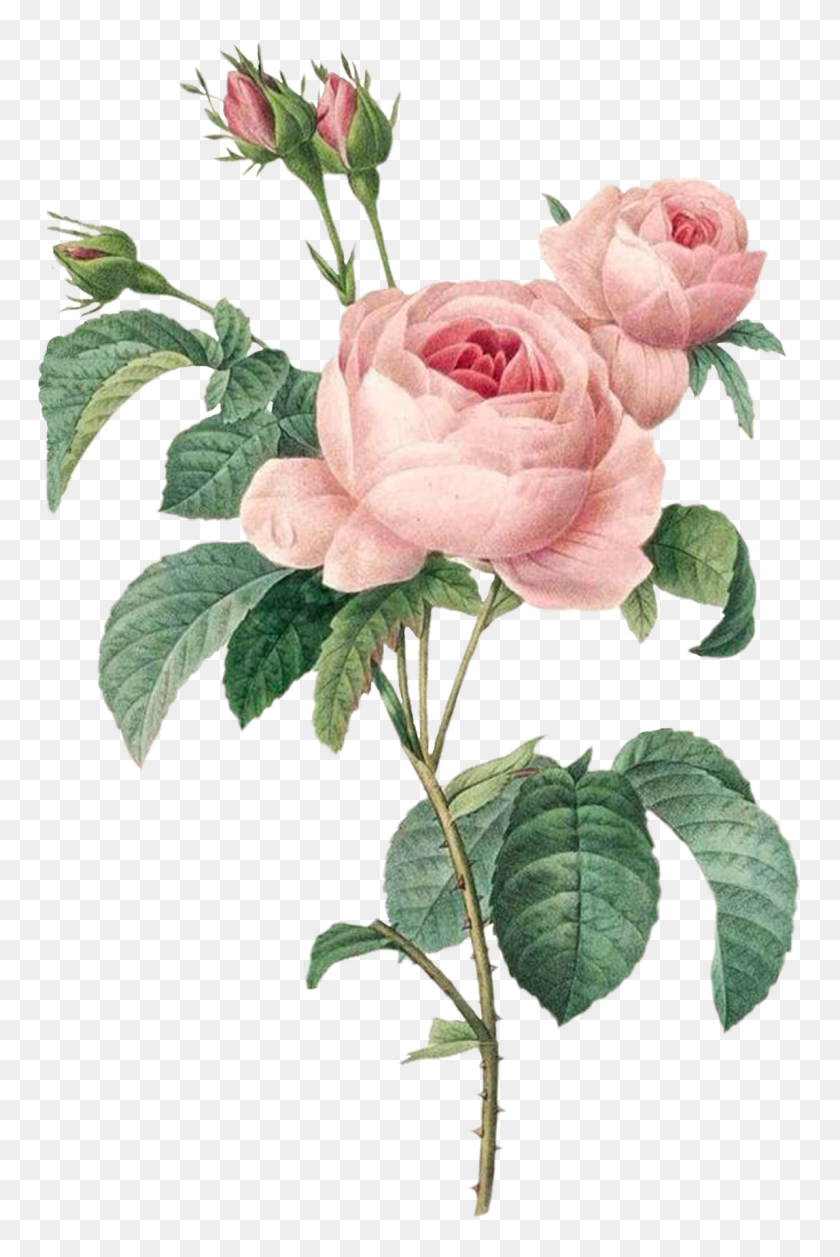 1148x1763 Vintage Pink Roses Redoute Roses, Rose, Flower, Plant HD PNG Download