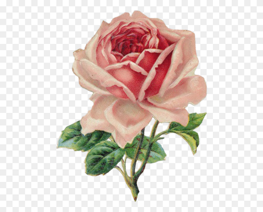 487x616 Vintage Rose, Flower, Plant, Blossom HD PNG Download