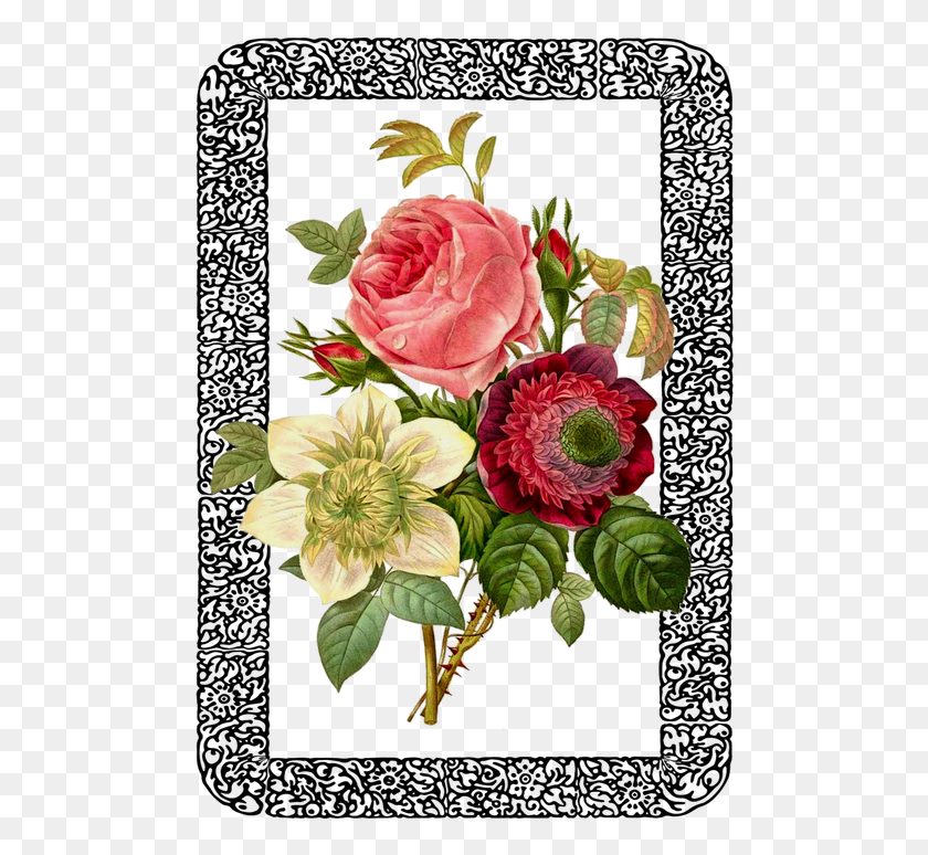 492x714 Vintage Rose Bouquet Framed Ornate Decorate Illustration Of A Flower, Graphics, Floral Design HD PNG Download