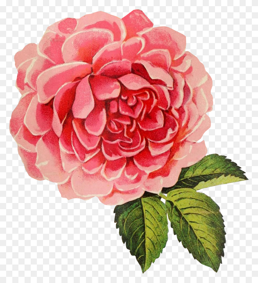 876x966 Vintage Rose Transparent Background Vintage Flower, Dahlia, Plant, Blossom HD PNG Download