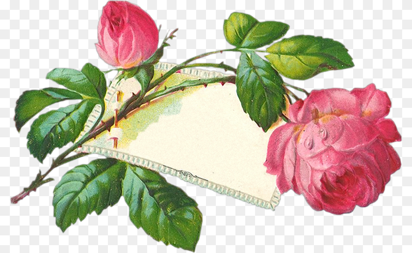 800x516 Vintage Roses En Frohe Pfingsten, Flower, Leaf, Plant, Rose PNG