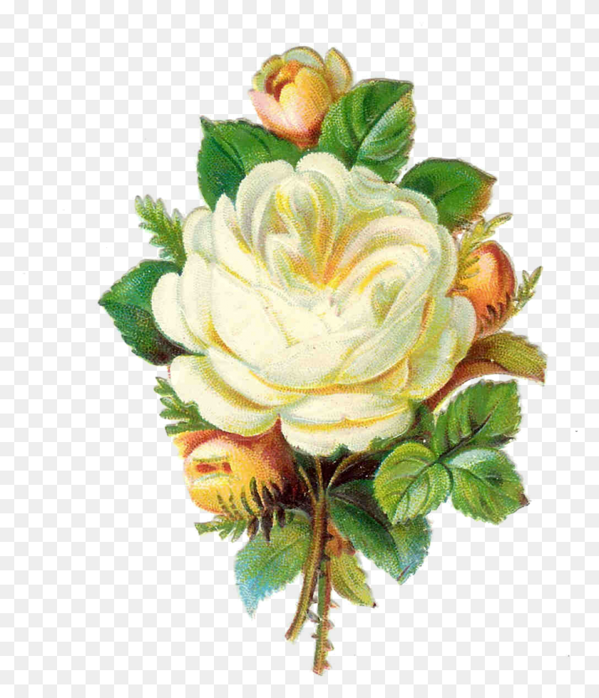 1005x1185 Vintage Roses Images White Rose Clip Art Free, Plant, Floral Design, Pattern HD PNG Download