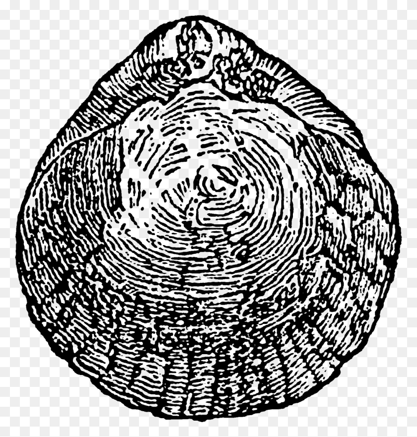 1280x1348 Vintage Seashell Illustrations Circle, Nature, Outer Space, Astronomy Descargar Hd Png