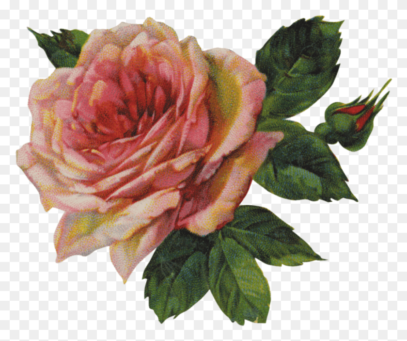 883x728 Винтажная Викторианская Роза Один Винтажный Розовый Цветок Прозрачный, Цветок, Растение, Цветение Hd Png Скачать