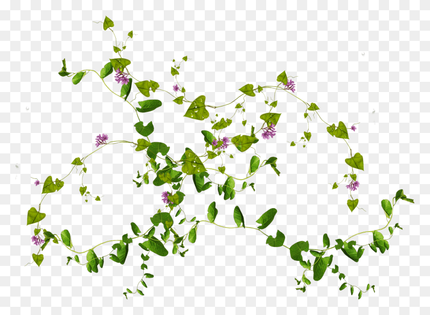3281x2342 Виниловые Листья Бесплатные Листья Виниловые Листья Прозрачный Фон, Растение, Цветок, Цветение Hd Png Скачать