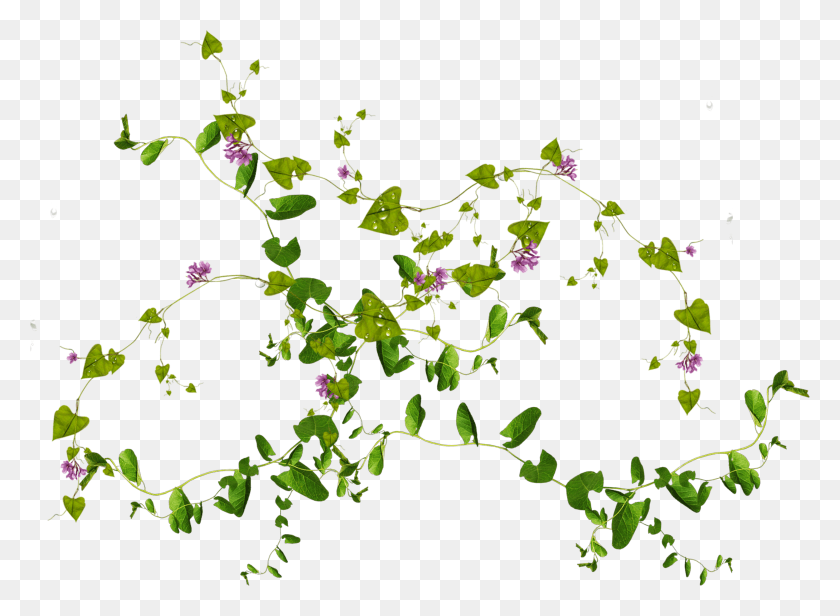 3281x2342 Viny Leaves Free Leaf Viny Leaves Transparent Background, Plant, Flower, Blossom HD PNG Download