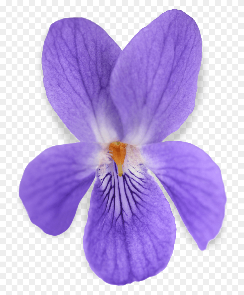 744x955 Виола, Ирис, Цветок, Растение Hd Png Скачать