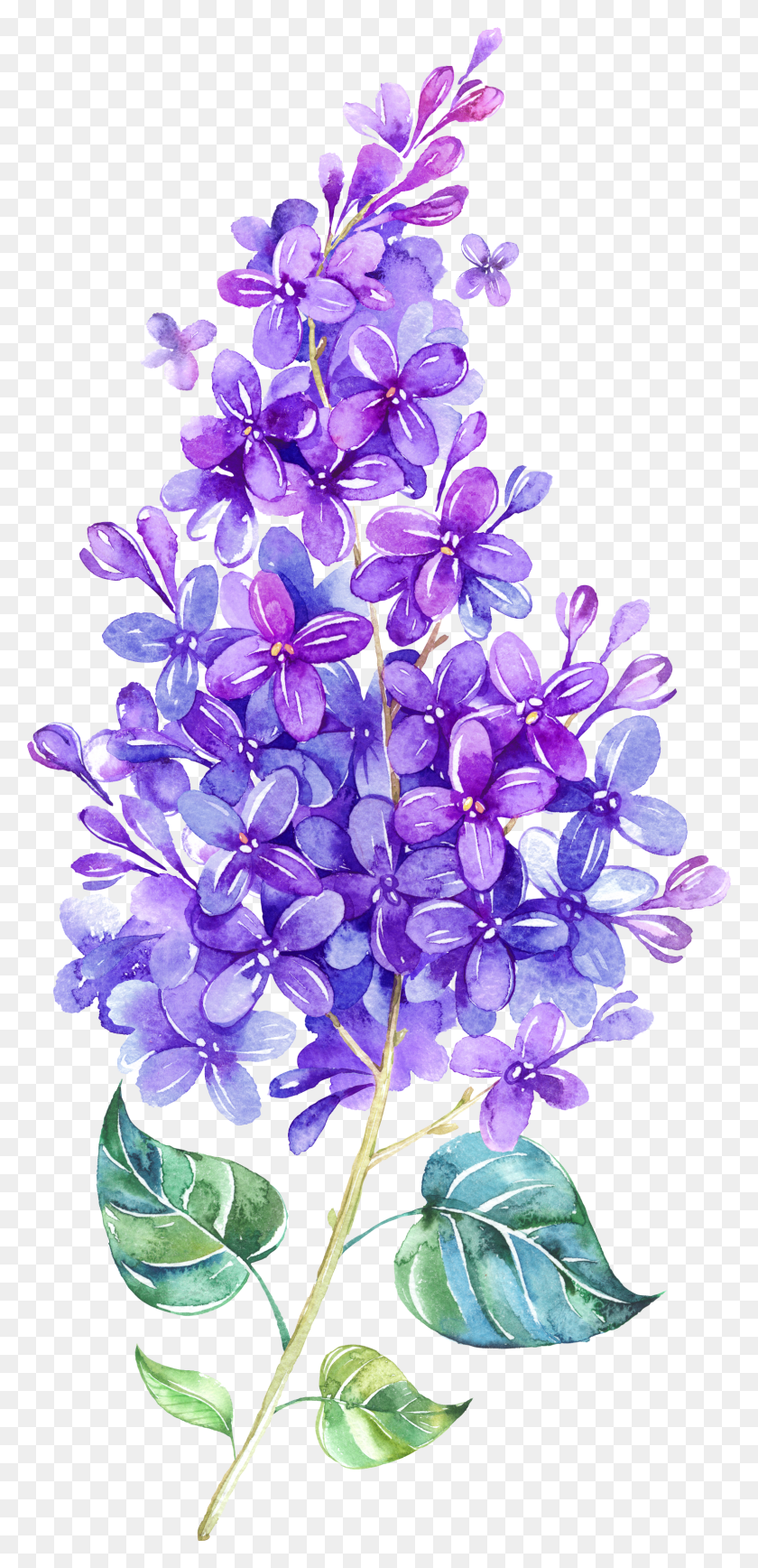 1576x3388 Violet Clipart Purple Lilac Lilac HD PNG Download