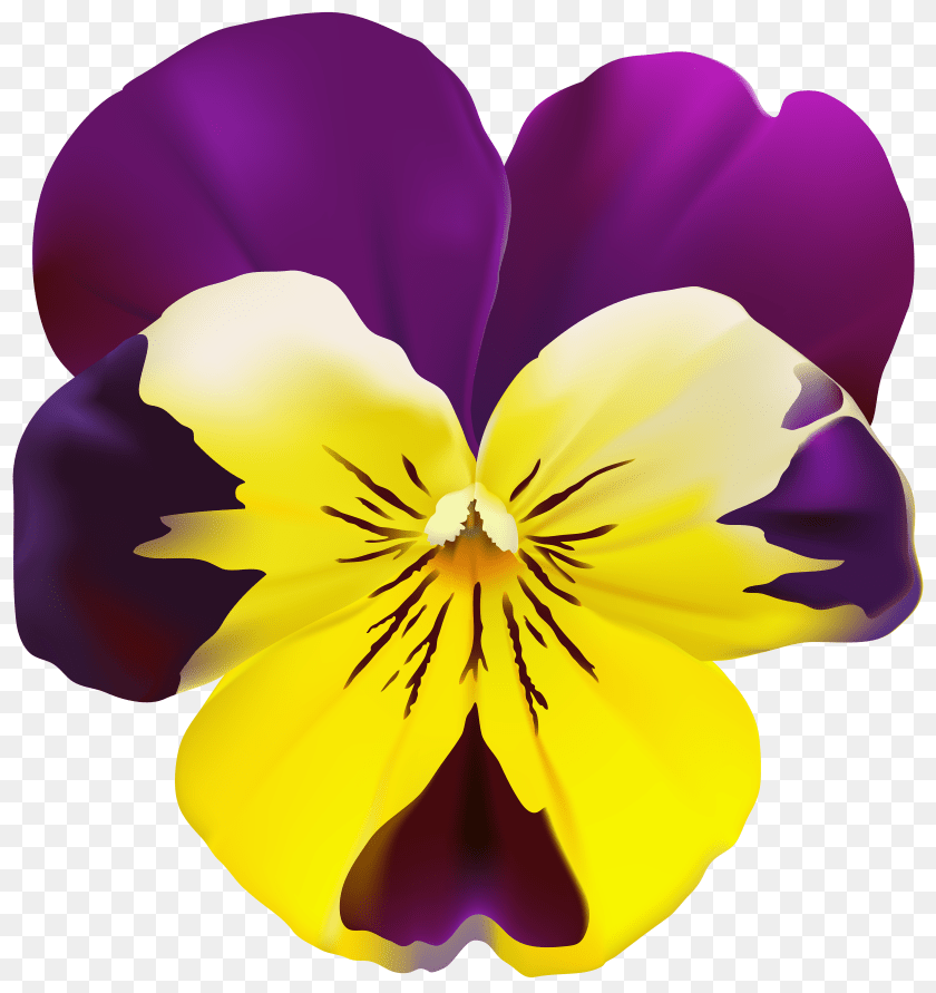 4716x5000 Violet Flower Transparent Clip, Plant, Pansy, Person, Petal PNG
