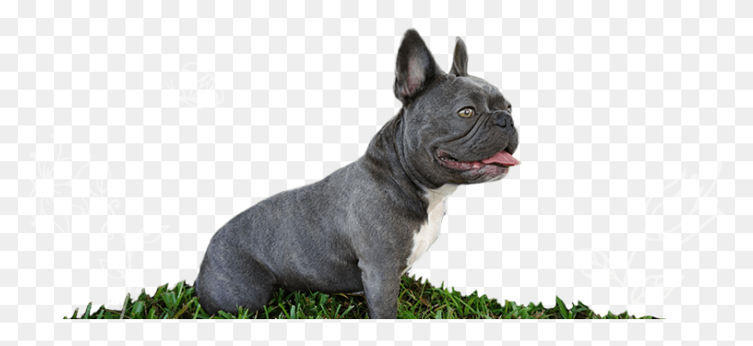 839x351 Violet Is A Blue Brindle And White Mini French Bulldog Blue French Bulldog, Bulldog, Dog, Pet HD PNG Download