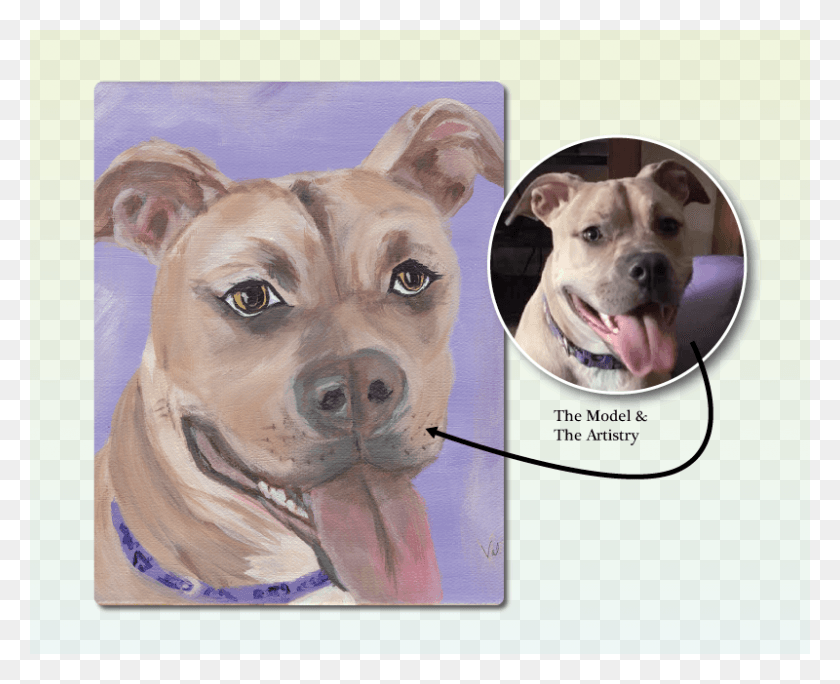 800x640 Violet Pitbull American Pit Bull Terrier, Snout, Dog, Pet HD PNG Download