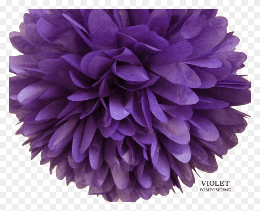 900x718 Фиолетовый Помпон Свадебный Салон Свадебные Мечты, Георгин, Цветок, Растение Hd Png Скачать