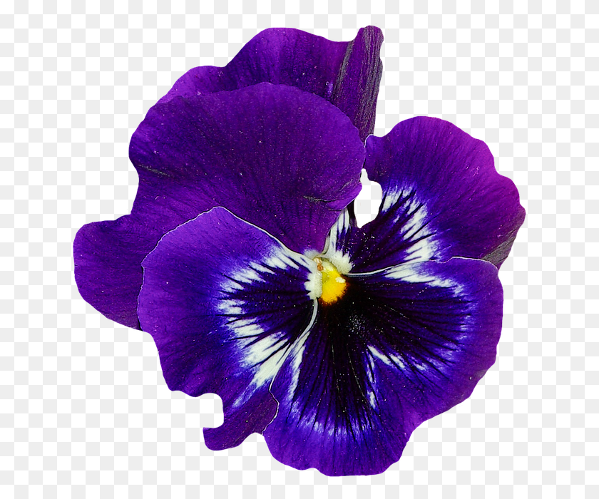 639x640 Violets Flowers Transparent Images Violet Transparent, Plant, Flower, Blossom HD PNG Download